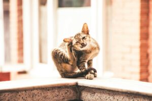 Chat roux se grattant l'oreille, alimentation hypoallergénique féline sur fond naturel
