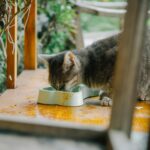 Chat senior roux allongé près d'un bol de croquettes sur fond naturel