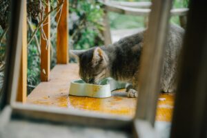 Chat senior roux allongé près d'un bol de croquettes sur fond naturel