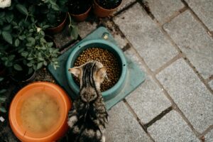 Bol de croquettes pour chat posé sur sol en bois clair avec chat roux assis