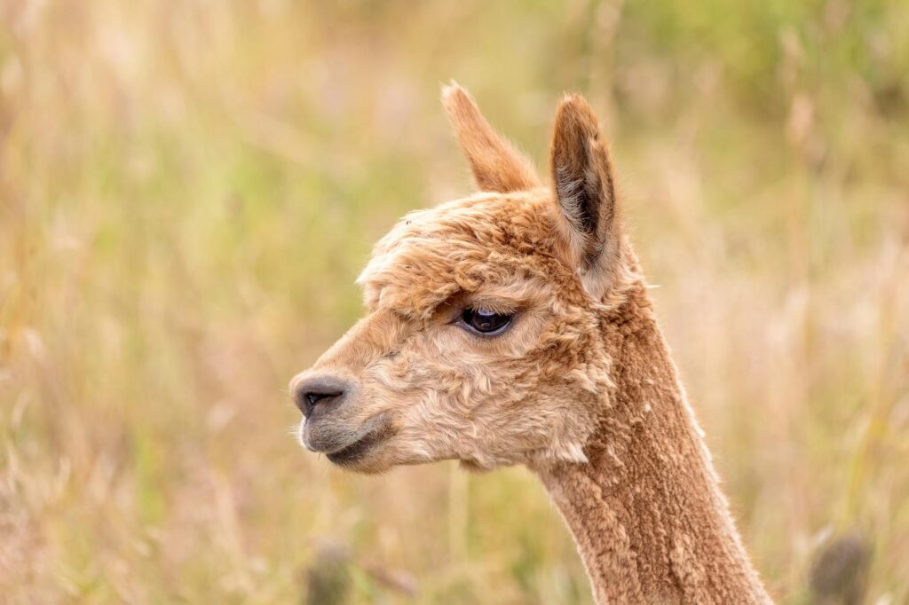 Alpaga brun dans une prairie verte de montagne, mammifère en A