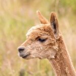 Alpaga brun dans une prairie verte de montagne, mammifère en A