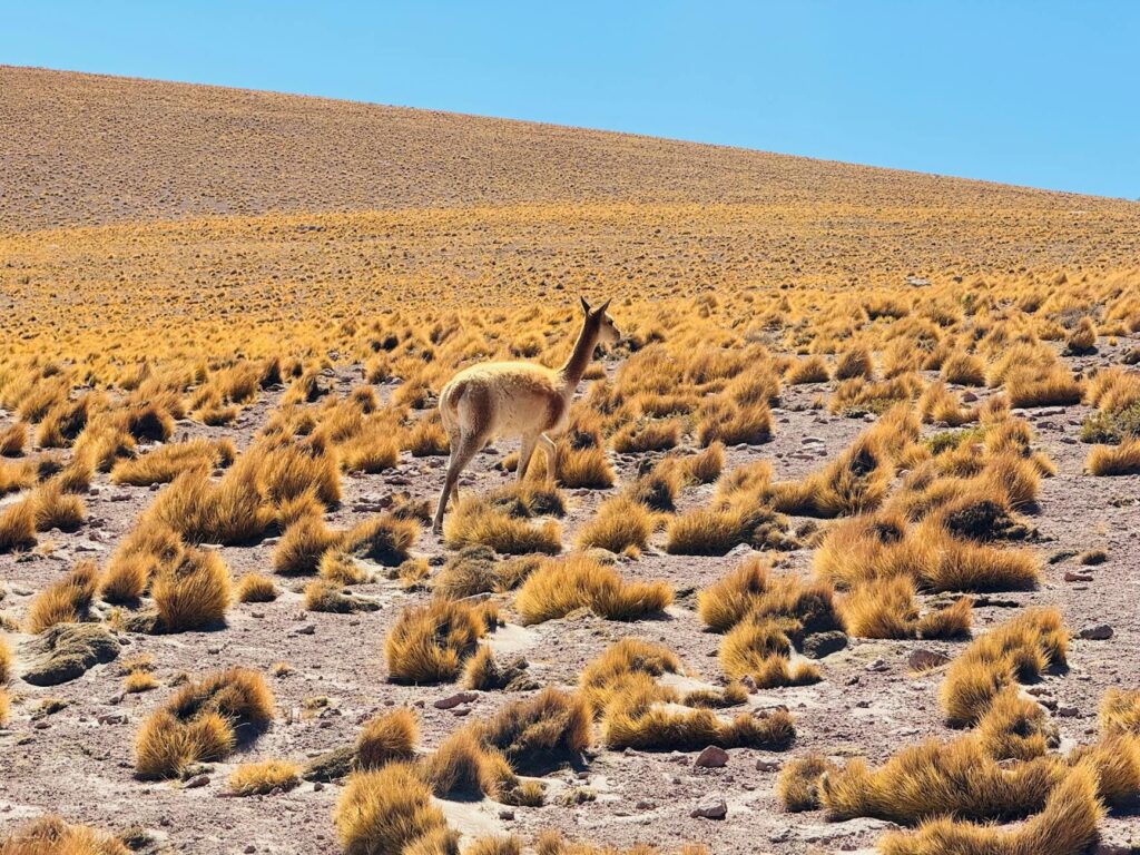 Une vigogne sauvage sur les hauts plateaux andins, mammifère en V emblématique