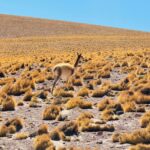 Une vigogne sauvage sur les hauts plateaux andins, mammifère en V emblématique