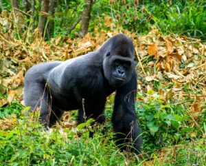 Gorille adulte en forêt tropicale, représentant des animaux en G