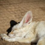 Un fennec aux grandes oreilles dans le désert du Sahara, animal en F emblématique