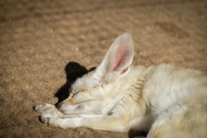 Un fennec aux grandes oreilles dans le désert du Sahara, animal en F emblématique