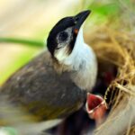 Oisillon à peine emplumé posé dans une main ouverte, bouche béante réclamant de la nourriture