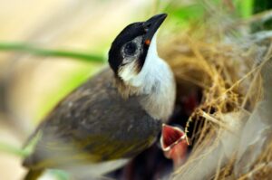 Oisillon à peine emplumé posé dans une main ouverte, bouche béante réclamant de la nourriture