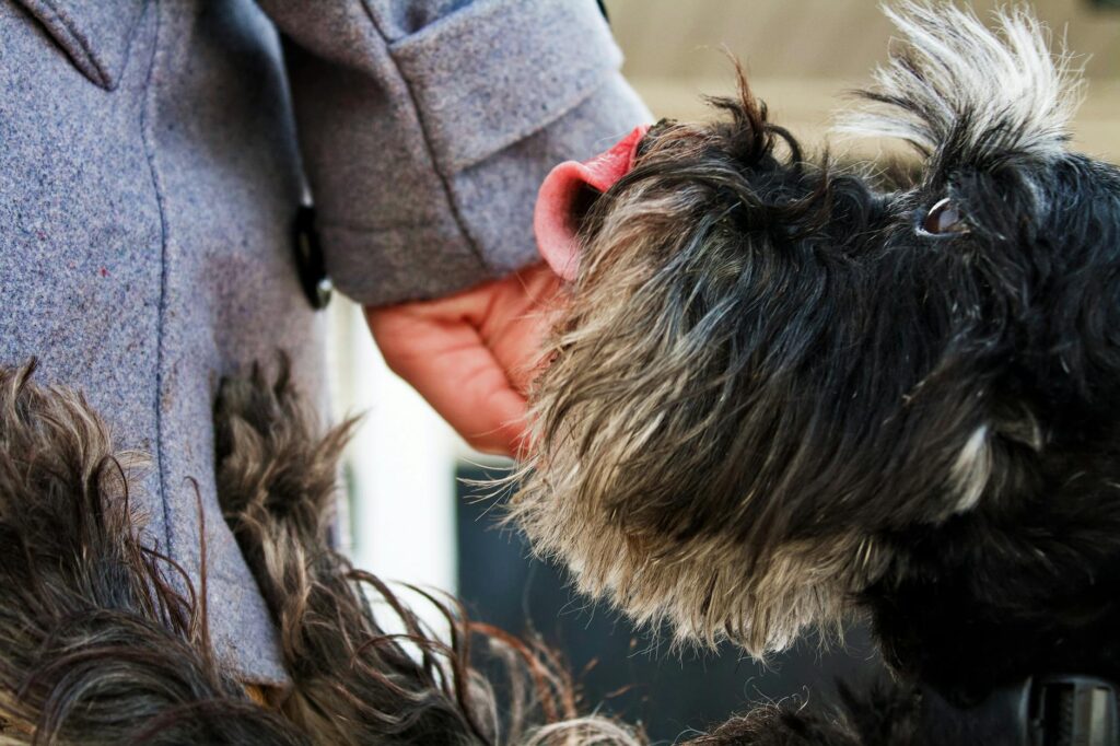 chien qui lèche le visage de son propriétaire avec affection sur canapé