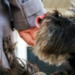 chien qui lèche le visage de son propriétaire avec affection sur canapé