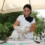 Chat roux allongé chez le vétérinaire lors d'un examen antiparasitaire