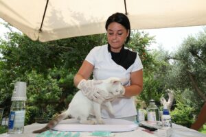 Chat roux allongé chez le vétérinaire lors d'un examen antiparasitaire