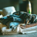 chien frissonnant couché sur canapé regard inquiet propriétaire