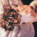 Chat tigré allongé sur un canapé qui ronronne les yeux mi-clos