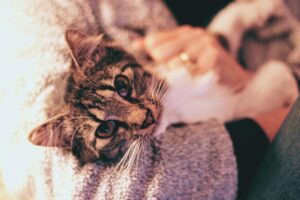 Chat tigré allongé sur un canapé qui ronronne les yeux mi-clos