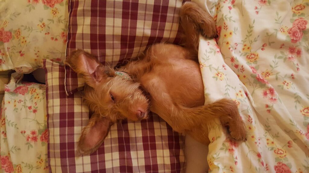 Chien golden retriever endormi sur un coussin moelleux dans un salon