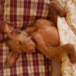 Chien golden retriever endormi sur un coussin moelleux dans un salon