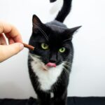 chat tigré qui lèche la main de son maître sur un canapé