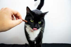 chat tigré qui lèche la main de son maître sur un canapé