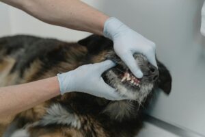Vétérinaire examinant un chien mordeur lors d'une évaluation comportementale obligatoire