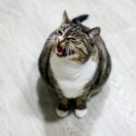 Chat tigré assis sur un canapé qui miaule vers son propriétaire attentif