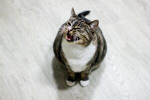 Chat tigré assis sur un canapé qui miaule vers son propriétaire attentif
