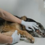 Vétérinaire examinant un chien malade en consultation d'urgence