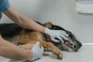 Vétérinaire examinant un chien malade en consultation d'urgence