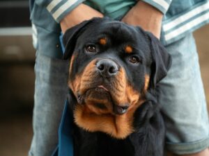 Homme assis dans un parc avec un grand chien couché à ses pieds