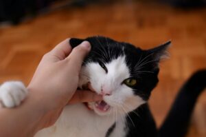Chat mordillant doucement la main de son propriétaire pendant un câlin
