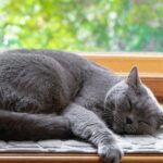 chat roux endormi en boule sur un coussin moelleux près d'une fenêtre ensoleillée