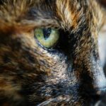 Gros plan sur l'œil d'un chat aux pupilles fendues en lumière naturelle