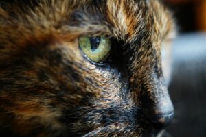 Gros plan sur l'œil d'un chat aux pupilles fendues en lumière naturelle