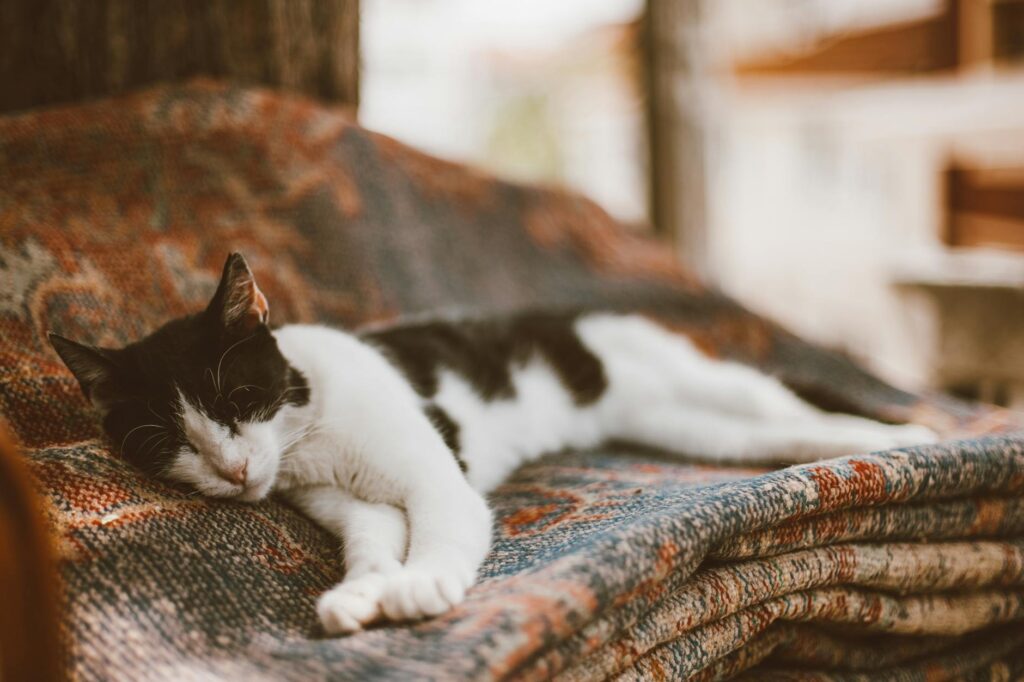 Chat allongé sur une couverture, yeux mi-clos, posture de faiblesse en fin de vie