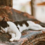 Chat allongé sur une couverture, yeux mi-clos, posture de faiblesse en fin de vie
