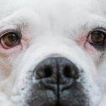 Gros plan sur les yeux d'un chien en pleine lumière naturelle extérieure