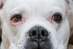 Gros plan sur les yeux d'un chien en pleine lumière naturelle extérieure