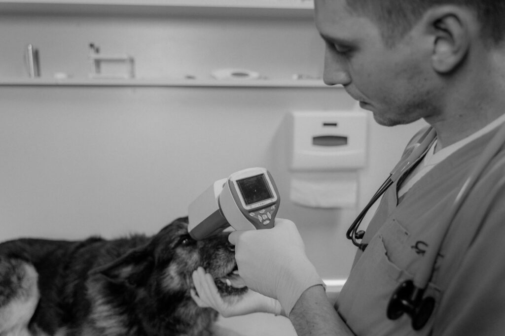 Propriétaire prenant la température d'un chien avec thermomètre vétérinaire
