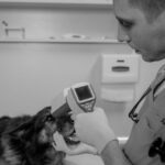 Propriétaire prenant la température d'un chien avec thermomètre vétérinaire