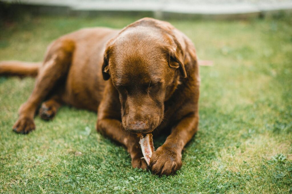 Chien qui broute de l'herbe verte dans un jardin ensoleillé