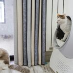 Chat roux accroupi près d'une litière dans un appartement, comportement urinaire