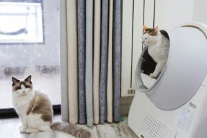 Chat roux accroupi près d'une litière dans un appartement, comportement urinaire
