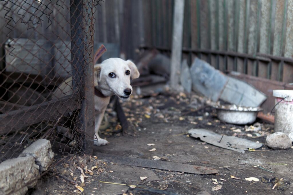 chien assis devant gamelle vide, regard triste, refus de manger