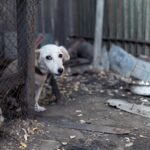 chien assis devant gamelle vide, regard triste, refus de manger