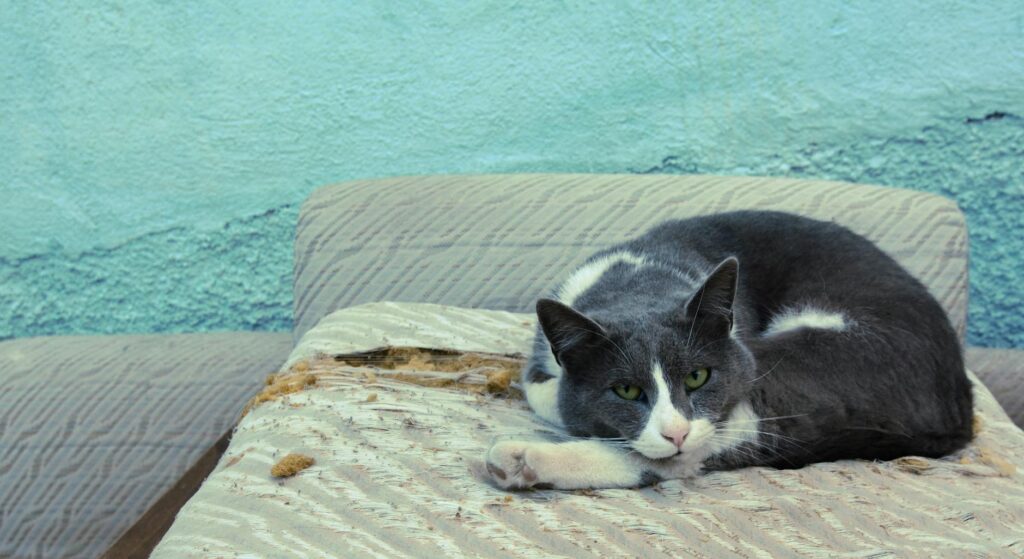 Chat domestique roux allongé sur un canapé, portrait de félin vieillissant en bonne santé