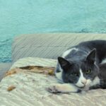 Chat domestique roux allongé sur un canapé, portrait de félin vieillissant en bonne santé