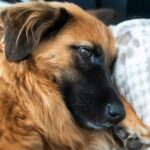 Chien adopté blotti dans son panier dans un nouveau foyer calme