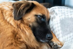 Chien adopté blotti dans son panier dans un nouveau foyer calme