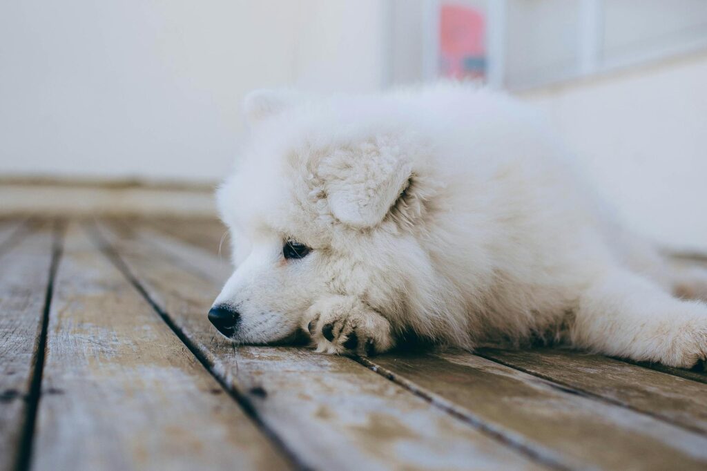 Chien allongé sur le sol, l'air apathique, examiné par son propriétaire inquiet